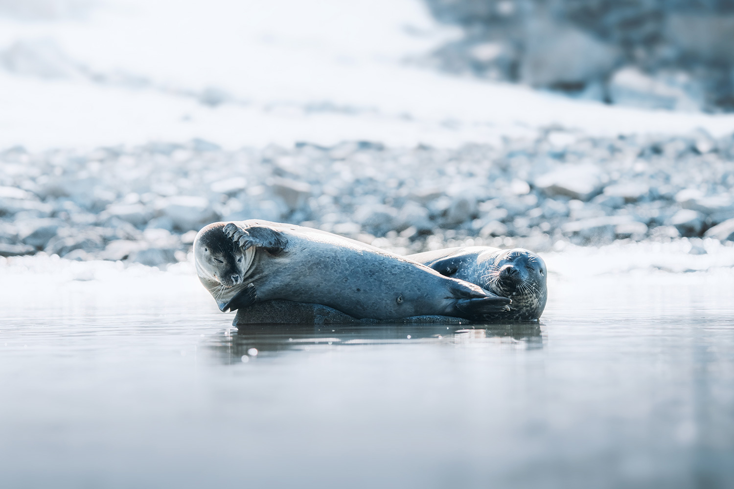 COMO Journey into the Artic